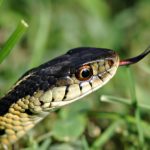 image of Snake Close Up